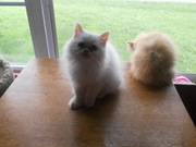 persian kittens