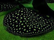 LopoldiP13 and  14 stingrays and arowana fish for sale