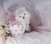 Cute Teacup Pomeranians 10 weeks old