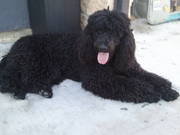 standard poodle 4 sale