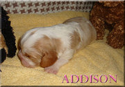 AKC CAVALIER KING CHARLES SPANIELS BLENHEIM & TRI COLOR PUPPIES 4 SALE