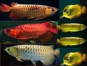 BUY AROWANA FISH NOW!!!!!!!!!VERY CHEAP!!!!!!!!!!!!!!PRICES REDUCED