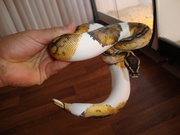 1.2 Piebald Ball Python for sale