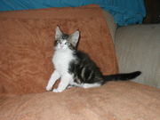 maine coon kittens