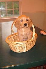 purebred golden retriever puppies