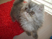 CFA Pedigree Fancy Himalayan Kittens!