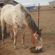 15 Year Old Appaloosa Gelding - $1000 (Colorado Springs)