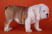 Cute and Healthy English Bulldog Puppies