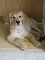 Cute Golden retriever Puppies