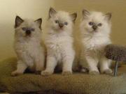 Ragdoll kittens for adoption