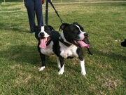 STAFFORDSHIRE BULL TERRIER PUPPIES COMING HOME