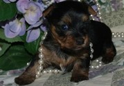 Tiny Toy Yorkie Puppies AKC & UKC registered.