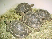  Four pairs of Sulcata and Aldabara tortoises for sale