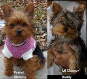 Yorkie Puppies Registered purebred