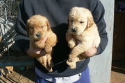 AKC Registered Golden Retriever Puppies