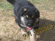 German Shepherd  puppies available at poddarkennel(9313005254)....