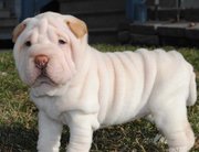 Chinese Shar-Pei Puppies 