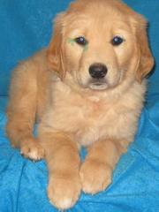 intelegen Golden Retriever