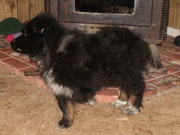 AUSTRALIAN SHEPHERD PUPS