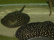 Live  Stingrays Potamotrygon 