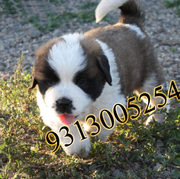 Saint Bernard @discounted price on this holi .9313005254