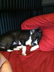 Full blooded female pit puppy 8wks old and two other pits