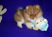 Cute Adorable Pomeranian puppies ready(978-243-0563)