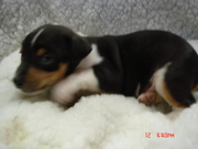 Registered Rat Terrier Puppies for Sale