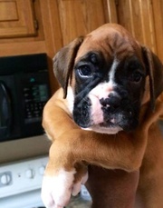Heku Boxer puppies available for sale