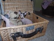 Pair Cream and Blue Sphynx Kittens for sale