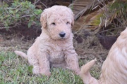 F1B Miniature Labradoodles Ready Over the Holidays