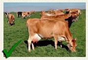 Jersey Milking Cows  For Sale +1 302-669-9403