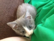 Gray Kittens for FREE