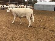 Katahdin sheep and Dorper sheep for sale 