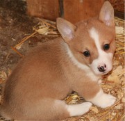 AKC Pembroke Welsh Corgi's in S.W.  WI