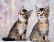 Caracal & Caracat F5 Kittens Available