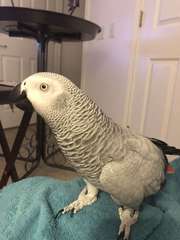 Female African Grey Parrot Tamed