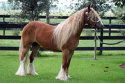14.0 hh MARE GYPSY VANNER HORSE AVAILABLE