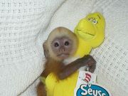 Sweet Capuchin Mo0nkey Seeking A Good Home