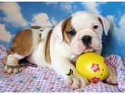 Gorgeous AKC English Bulldog Pups