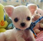 chihuahua puppies ready for good home