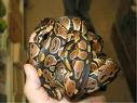  Ball pythons for sale