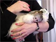 Intelligent Capuchin For Free Adoption