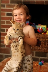 F1 Savannah,  serval and cheetah kittens for sale