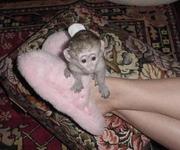 WOW!!!! CUTE BABY CAPUCHIN MONKEYS FOR ADOPTION