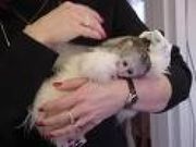 cute baby capuchin monkeys for good home