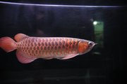 CHILI RED AROWANA FOR SALE