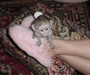 CUTEST BABY CAPUCHIN MONKEY FOR ADOPTION
