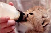 Serval , Cheetah and Savannah kittens available