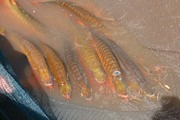Affordable Super red and chilli red  arowana  lucky fish